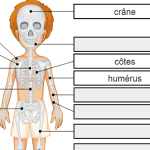 jeu esquelette humain en ligne